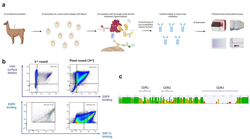 Discovery of potent allosteric antibodies inhibiting EGFR.