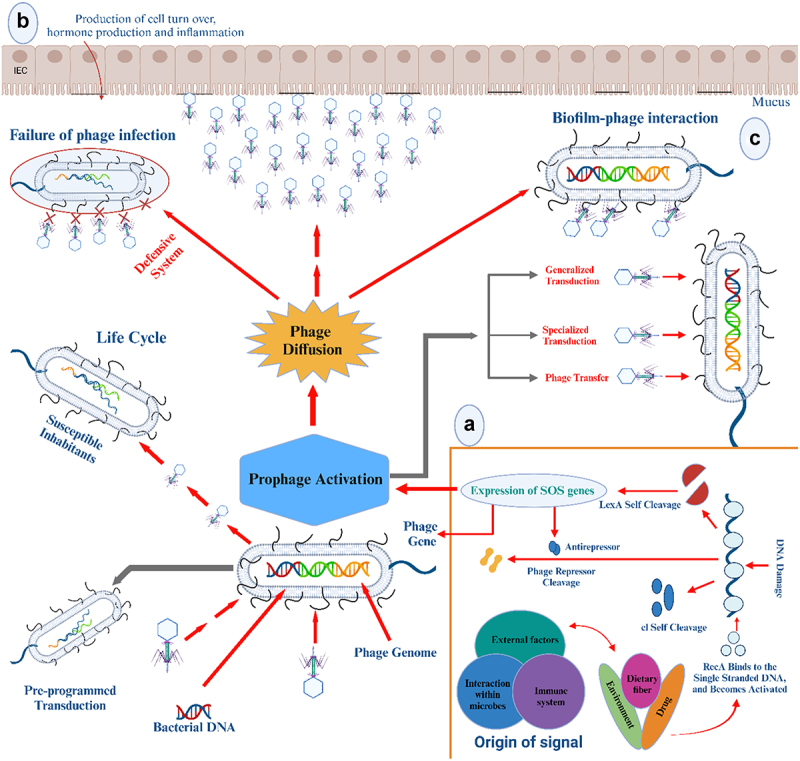 Role of bacteriophages in shaping gut microbial community.