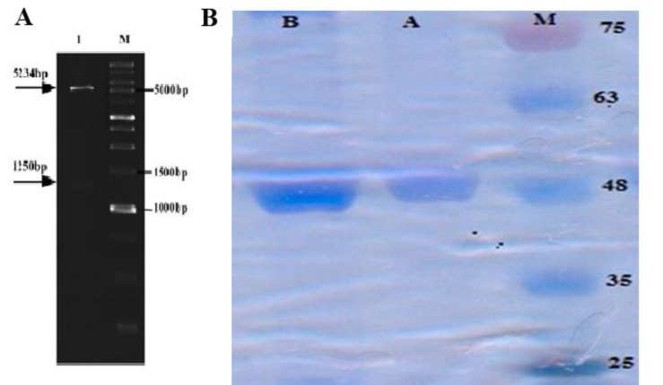 Anti-tumor Effects of Recombinant Clostridium α-Toxin on Breast Cancer: An <i>In Vitro</i> and <i>In Vivo</i> Study.