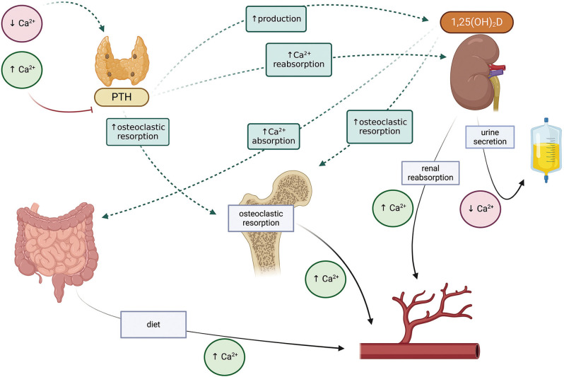 Calcium-phosphate metabolism - selected disorders in children.