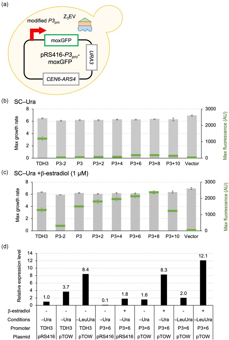 Improving the Z3EV promoter system to create the strongest yeast promoter.