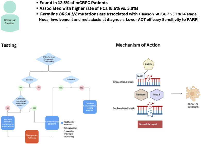 Latin American Challenges and Recommendations for Poly Adenosine Diphosphate Ribose Polymerase Inhibitor Treatment in Metastatic Castration Resistant Prostate Cancer: An Expert Overview.