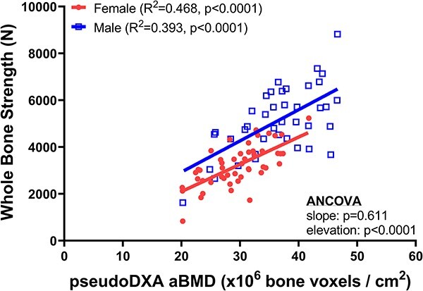 Structural differences contributing to sex-specific associations between FN BMD and whole-bone strength for adult White women and men.