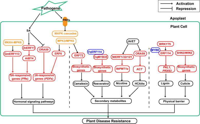 Plant disease resistance outputs regulated by AP2/ERF transcription factor family.