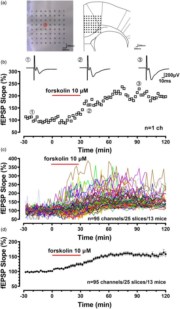 Recruitment of cortical silent responses by forskolin in the anterior cingulate cortex of adult mice.