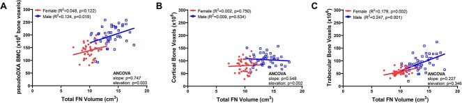 Structural differences contributing to sex-specific associations between FN BMD and whole-bone strength for adult White women and men.