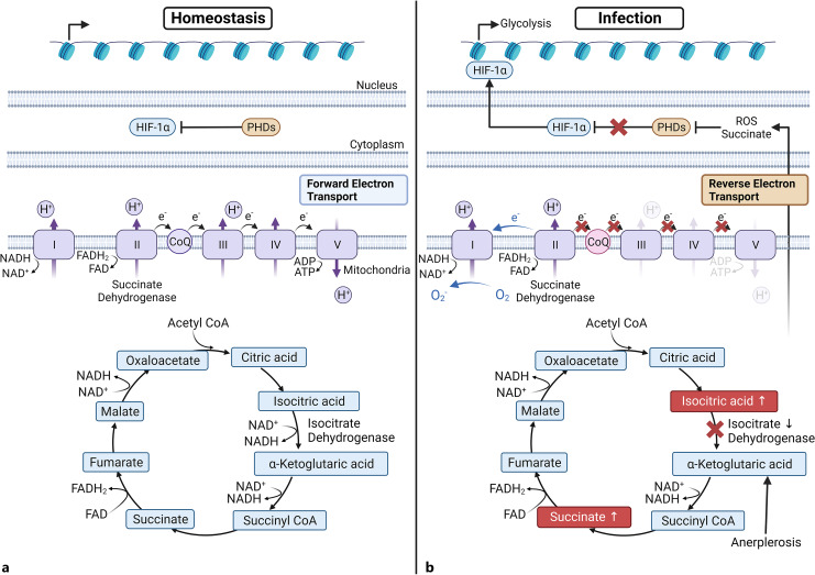 Immunometabolic Regulation of Bacterial Infection, Biofilms, and Antibiotic Susceptibility.