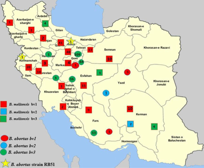 Characterization of <i>Brucella</i> spp. circulating in industrial dairy cattle farms in Iran: a field study 2016 - 2023.