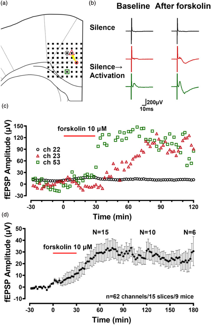 Recruitment of cortical silent responses by forskolin in the anterior cingulate cortex of adult mice.