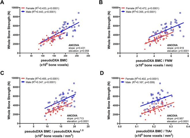 Structural differences contributing to sex-specific associations between FN BMD and whole-bone strength for adult White women and men.