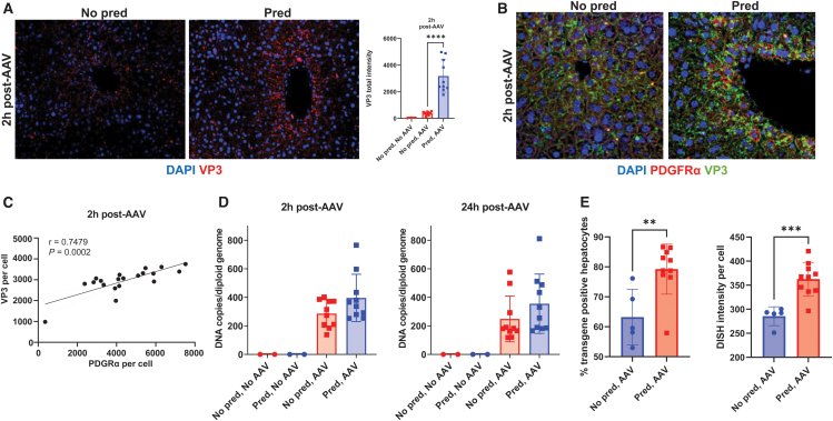 Prophylactic Prednisolone Promotes AAV5 Hepatocyte Transduction Through the Novel Mechanism of AAV5 Coreceptor Platelet-Derived Growth Factor Receptor Alpha Upregulation and Innate Immune Suppression.