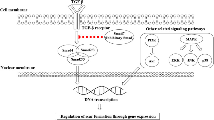 Evidence of Potential Natural Products for the Management of Hypertrophic Scars.