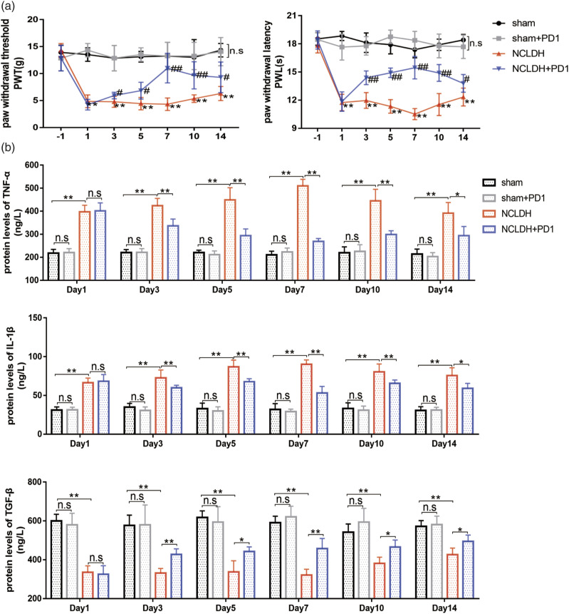 Protectin D1 ameliorates non-compressive lumbar disc herniation through SIRT1-mediated CGRP signaling.