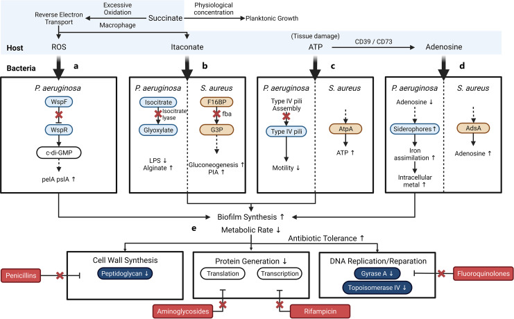 Immunometabolic Regulation of Bacterial Infection, Biofilms, and Antibiotic Susceptibility.