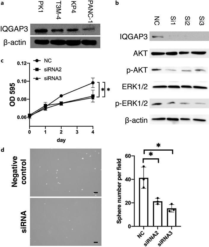 IQ Motif Containing GTPase-Activating Protein 3 Is Associated with Cancer Stemness and Survival in Pancreatic Ductal Adenocarcinoma.