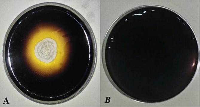 Extracellular enzymes producing yeasts study: cost-effective production of α-amylase by a newly isolated thermophilic yeast <i>Geotrichum candidum</i> PO27.