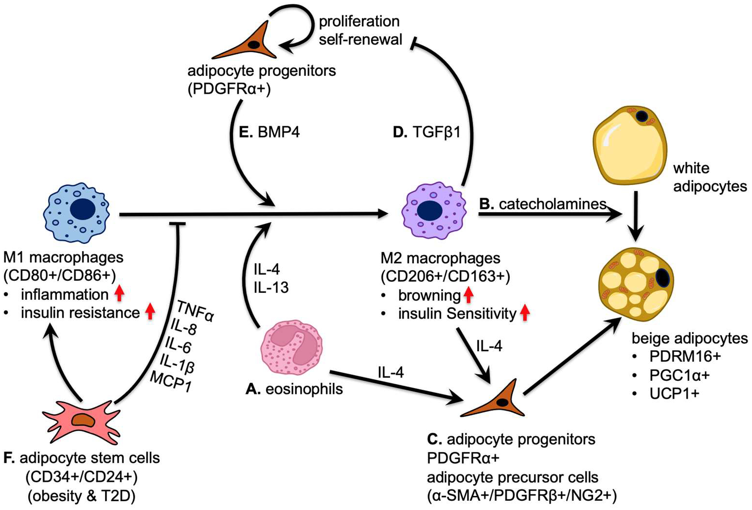 Navigating the Adipocyte Precursor Niche: Cell-Cell Interactions, Regulatory Mechanisms and Implications for Adipose Tissue Homeostasis.