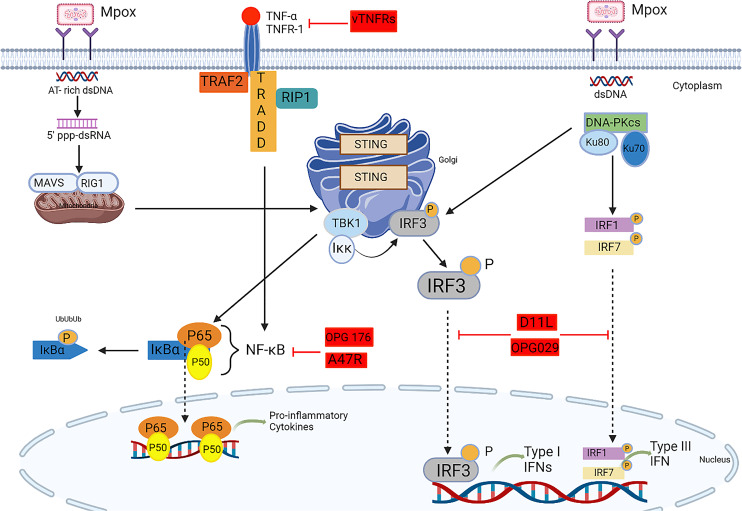 Innate Immune Response to Monkeypox Virus Infection: Mechanisms and Immune Escape.