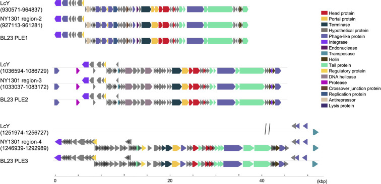 Genome-based assessment of safety characteristics of <i>Lacticaseibacillus paracasei</i> NY1301 and genomic differences in closely related strains marketed as probiotics.