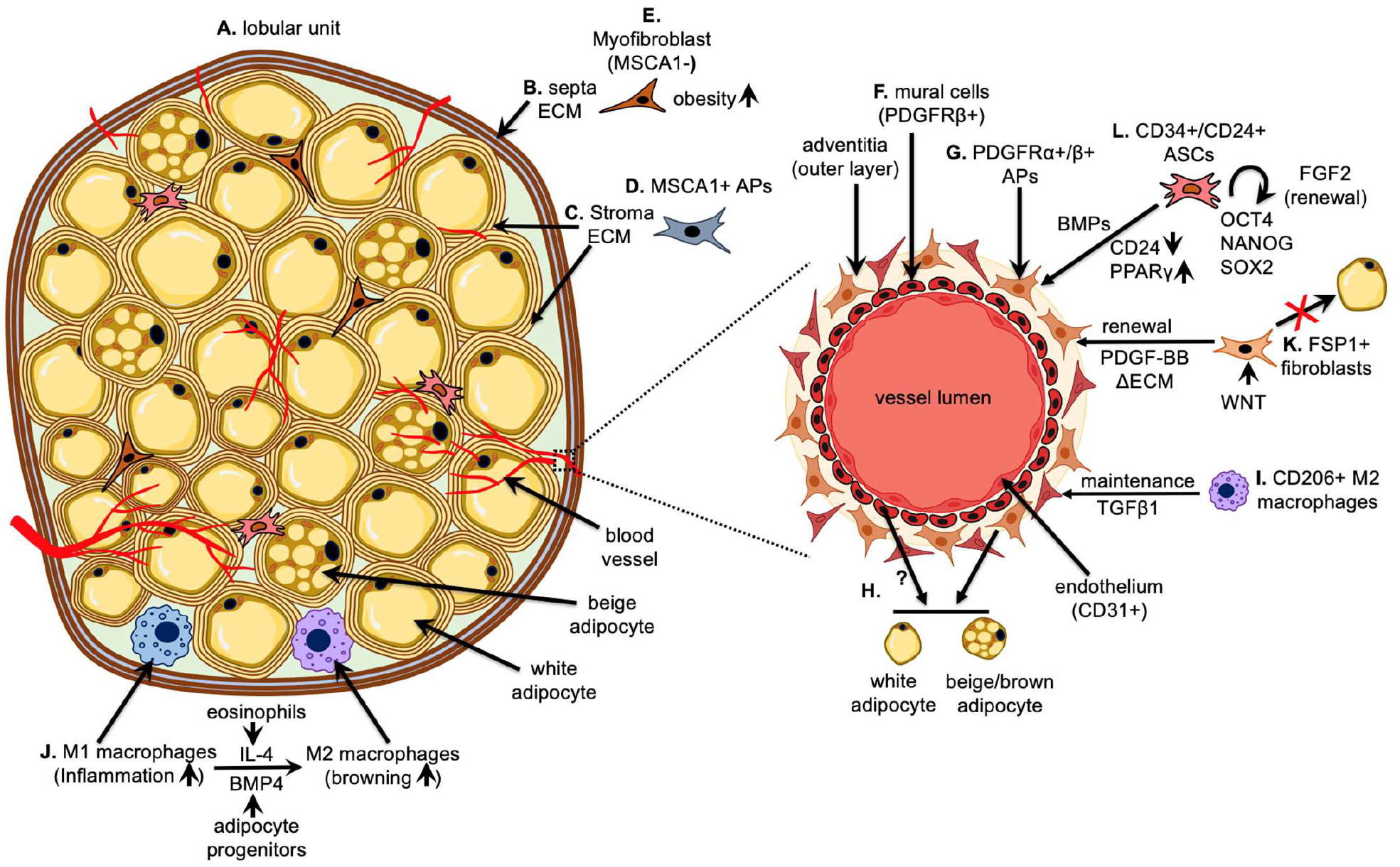 Navigating the Adipocyte Precursor Niche: Cell-Cell Interactions, Regulatory Mechanisms and Implications for Adipose Tissue Homeostasis.
