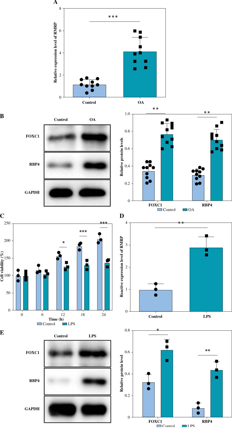 LncRNA RMRP promotes chondrocyte injury by regulating the FOXC1/RBP4 axis.