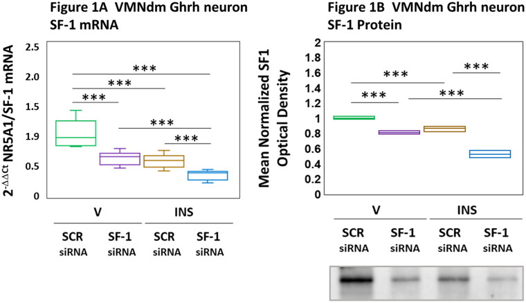 Dorsomedial Ventromedial Hypothalamic Nucleus Growth Hormone-Releasing Hormone Neuron Steroidogenic Factor-1 Gene Targets in Female Rat.