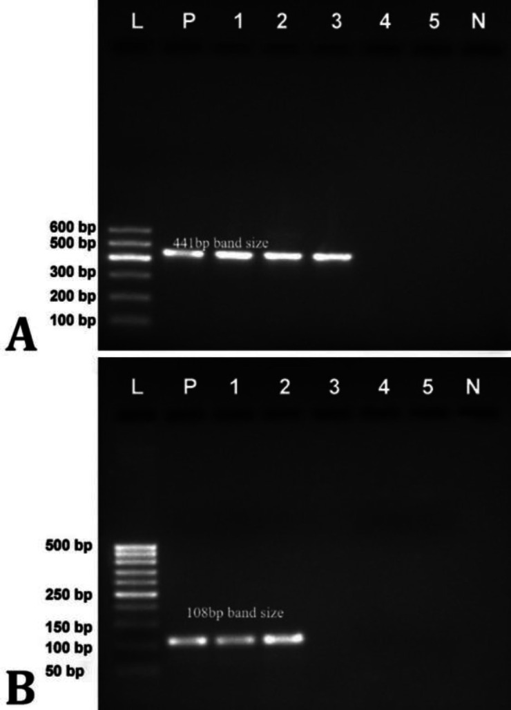Genetic characterization of virulence and extended spectrum β-lactamase producing genes of <i>Klebsiella pneumoniae</i> isolated from bovine milk.