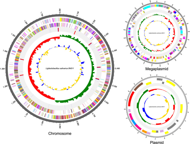 Complete genome sequence of bacteriocin-producing <i>Ligilactobacillus salivarius</i> B4311 isolated from fecal samples of broiler chicken with anti-listeria activity.