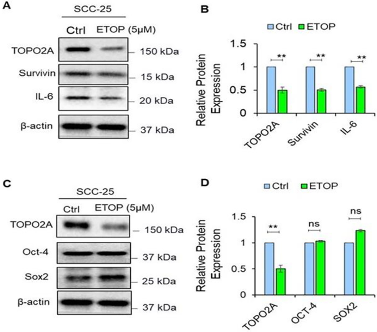 Effects of Topoisomerase II alpha Inhibition on Oral Cancer Cell Metabolism and Cancer Stem Cell Function.