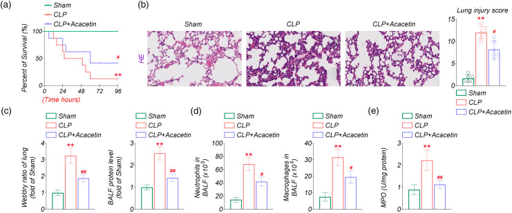 Acacetin protects against sepsis-induced acute lung injury by facilitating M2 macrophage polarization via TRAF6/NF-κB/COX2 axis.