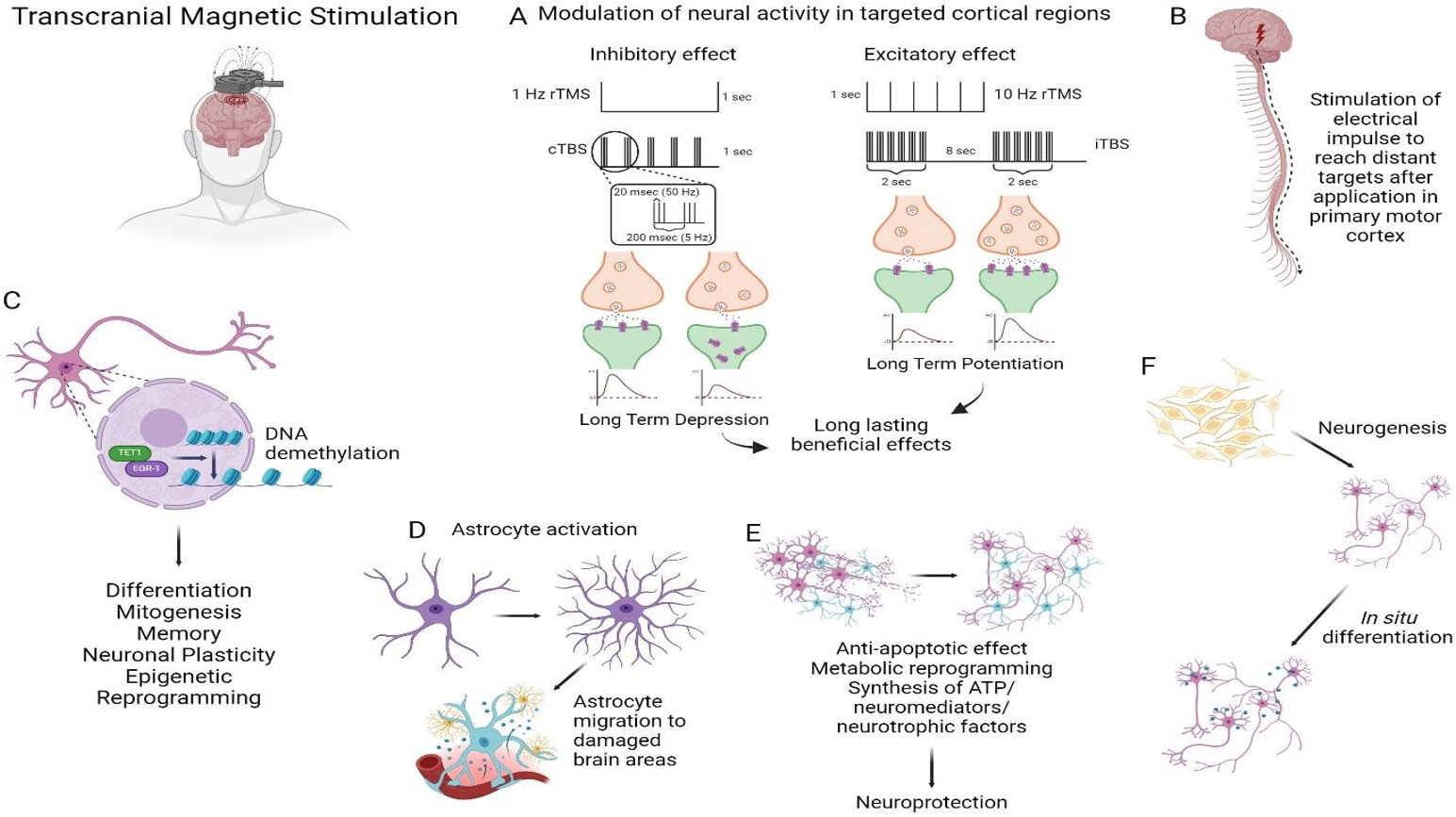 Cellular and Molecular Mechanisms and Innovative Neurostimulation Treatments in the Management of Traumatic Brain Injury.
