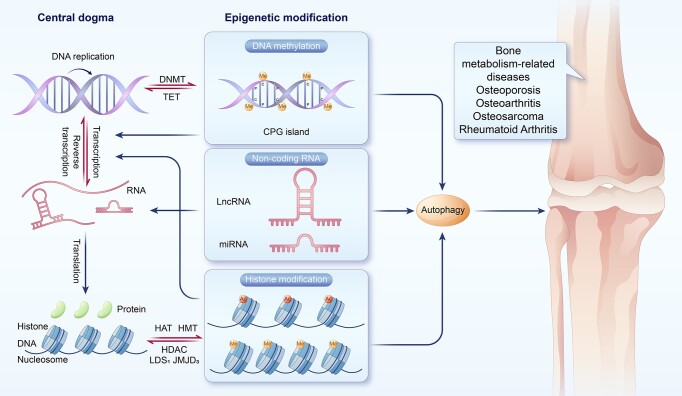 Epigenetic Regulation of Autophagy in Bone Metabolism.