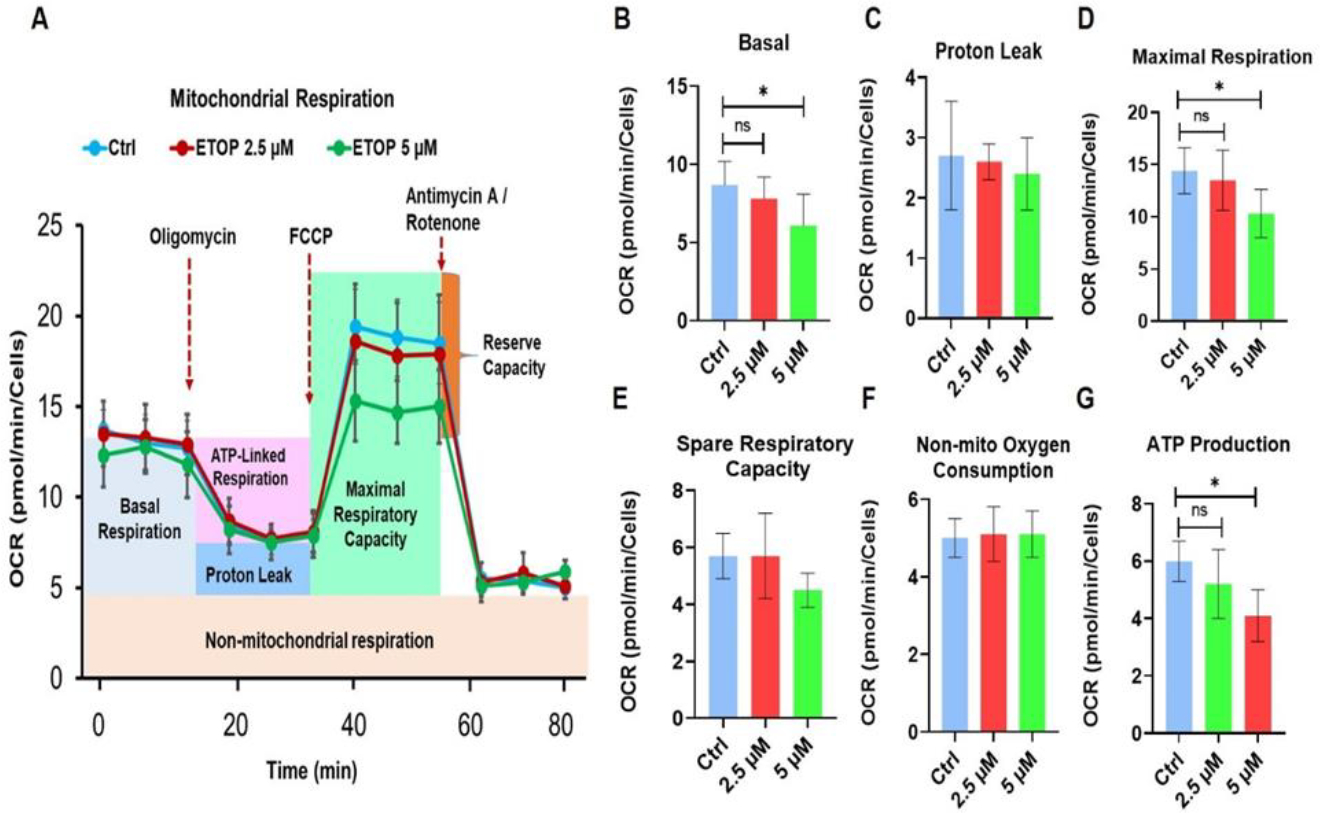 Effects of Topoisomerase II alpha Inhibition on Oral Cancer Cell Metabolism and Cancer Stem Cell Function.