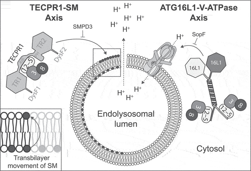 The separate axes of TECPR1 and ATG16L1 in CASM.