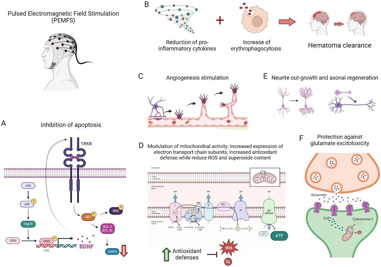Cellular and Molecular Mechanisms and Innovative Neurostimulation Treatments in the Management of Traumatic Brain Injury.