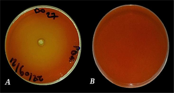 Extracellular enzymes producing yeasts study: cost-effective production of α-amylase by a newly isolated thermophilic yeast <i>Geotrichum candidum</i> PO27.