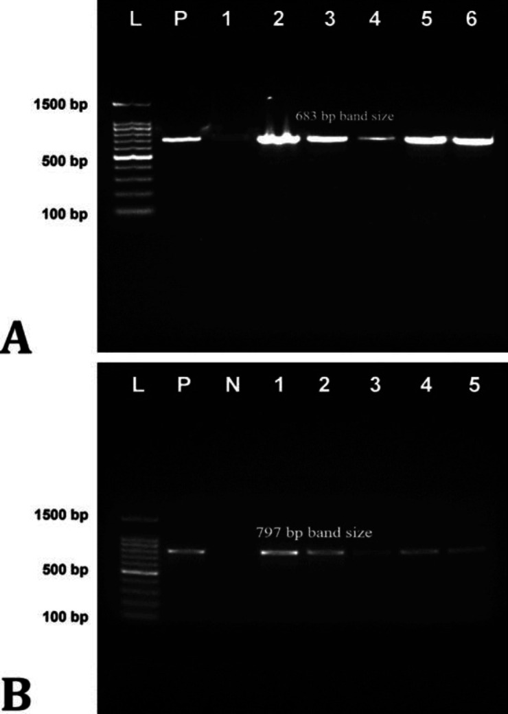 Genetic characterization of virulence and extended spectrum β-lactamase producing genes of <i>Klebsiella pneumoniae</i> isolated from bovine milk.