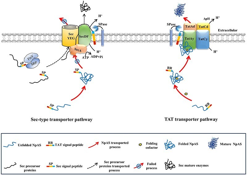 Secretory expression of amylosucrase in Bacillus licheniformis through twin-arginine translocation pathway.