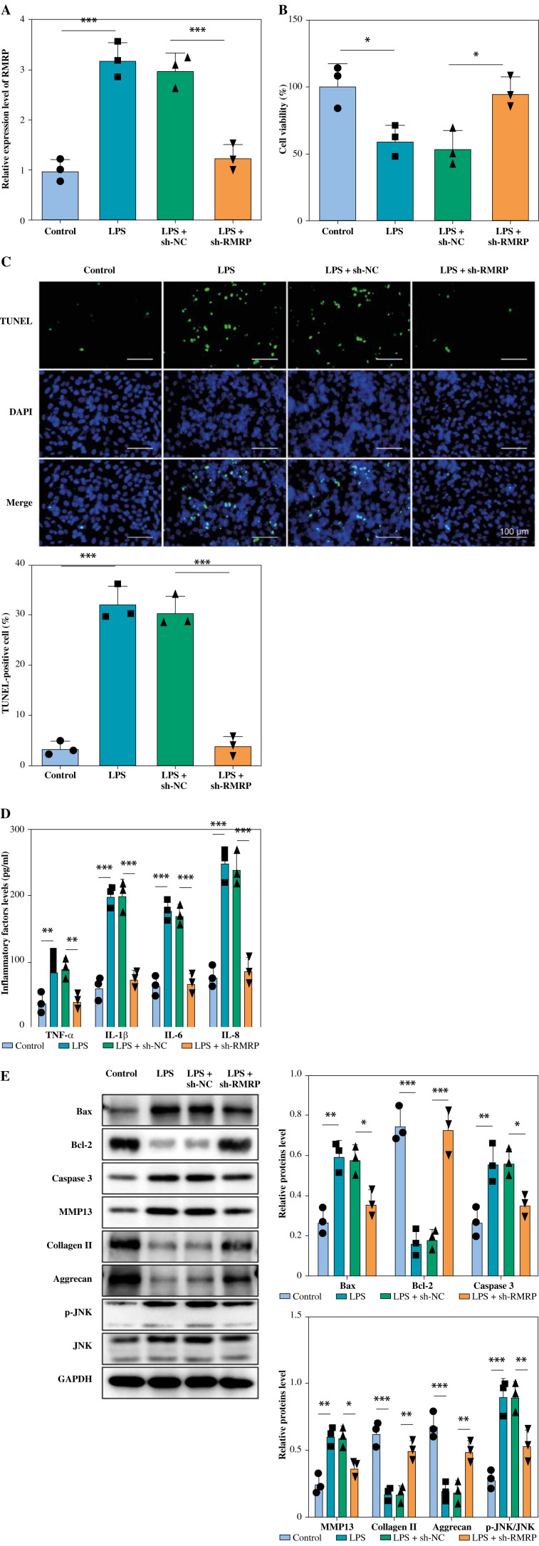LncRNA RMRP promotes chondrocyte injury by regulating the FOXC1/RBP4 axis.
