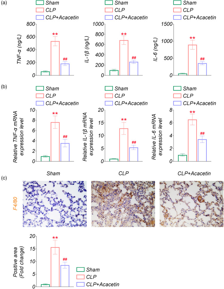 Acacetin protects against sepsis-induced acute lung injury by facilitating M2 macrophage polarization via TRAF6/NF-κB/COX2 axis.
