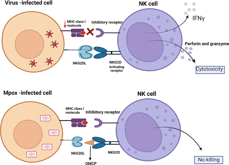 Innate Immune Response to Monkeypox Virus Infection: Mechanisms and Immune Escape.