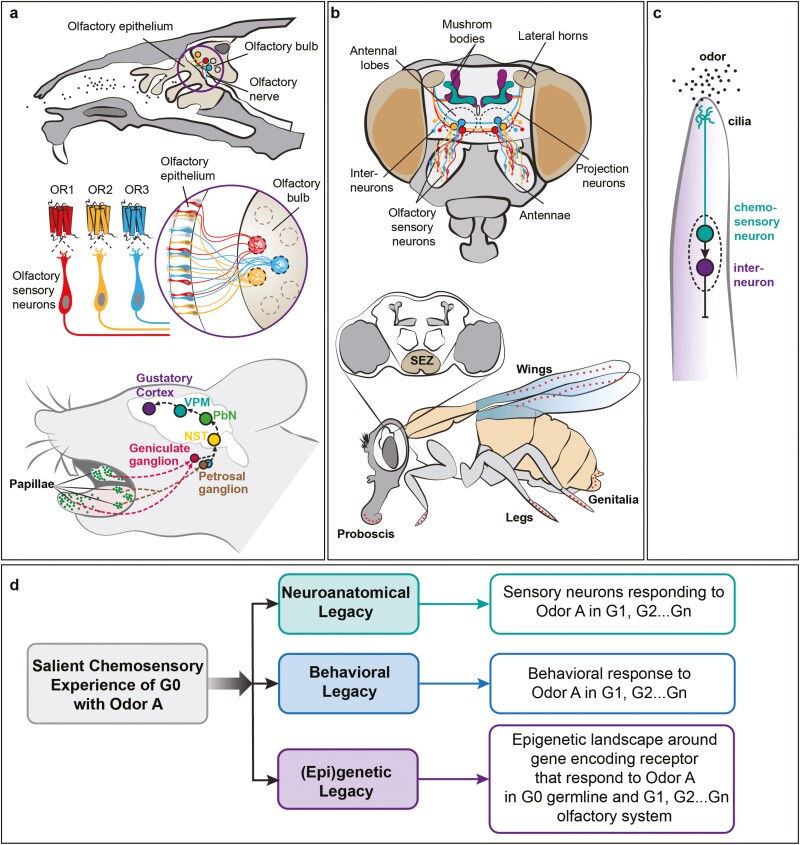 Legacies of salient environmental experiences-insights from chemosensation.