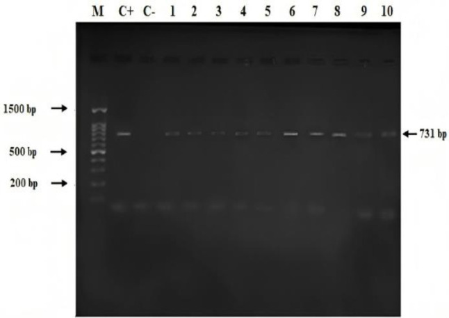Detection of <i>Brucella</i> infection in raw milk of livestock in Famenin, West part of Iran.
