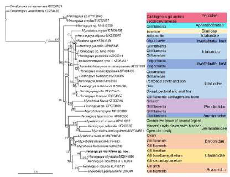 Phylogenetic position inferred on SSU rDNA sequence gene and description of a new parasitic cnidarian (Endocnidozoa: Myxobolidae) infecting <i>Markiana nigripinnis</i> (Teleostei: Stevardiinae) from a small marginal lake floodplain, Brazil.