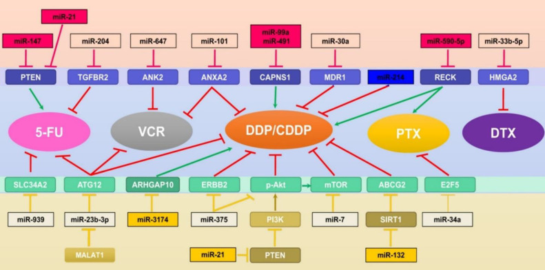 Non-coding RNA in the Regulation of Gastric Cancer Tumorigenesis: Focus on microRNAs and Exosomal microRNAs.