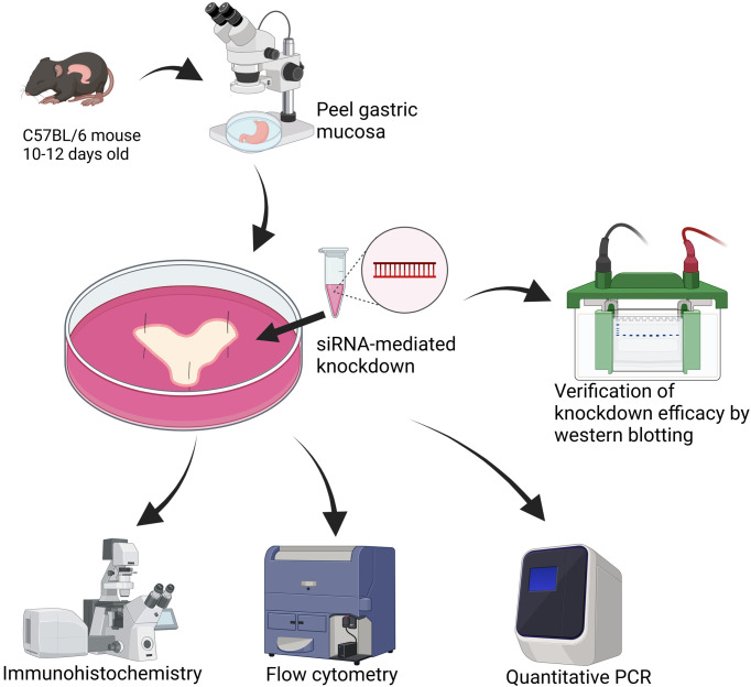 Protocol for gene knockdown using siRNA in organotypic cultures of murine gastric muscle.