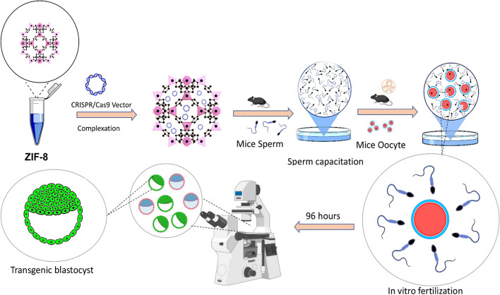 ZIF-8 Nanoparticle: A Valuable Tool for Improving Gene Delivery in Sperm-Mediated Gene Transfer.