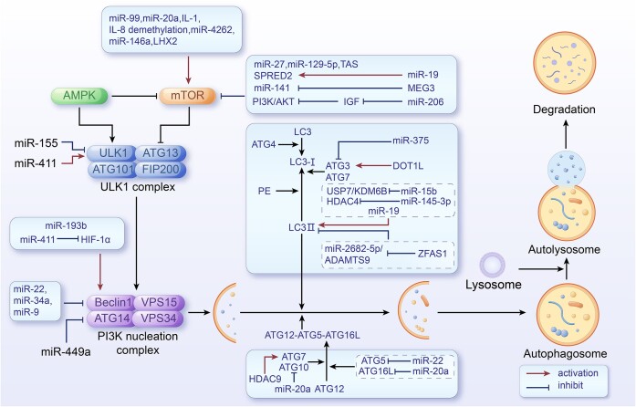 Epigenetic Regulation of Autophagy in Bone Metabolism.