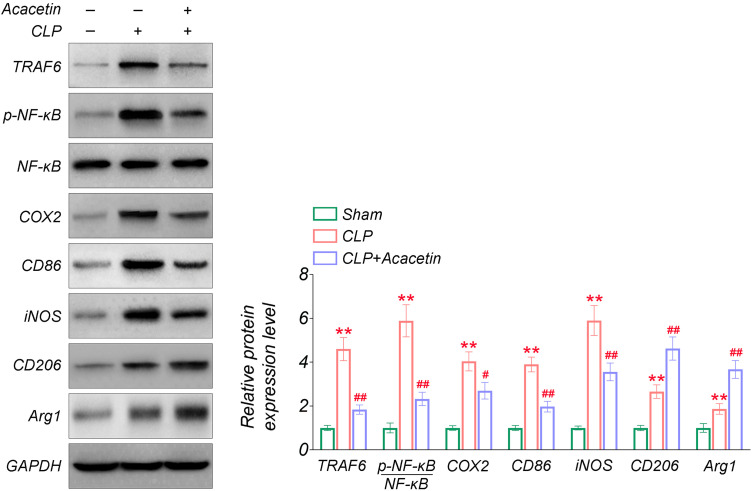 Acacetin protects against sepsis-induced acute lung injury by facilitating M2 macrophage polarization via TRAF6/NF-κB/COX2 axis.