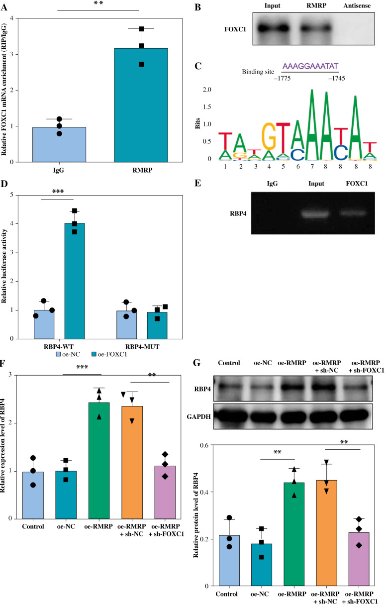 LncRNA RMRP promotes chondrocyte injury by regulating the FOXC1/RBP4 axis.